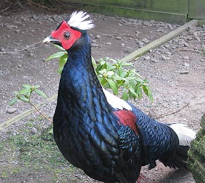 Swinhoe Pheasant cock
