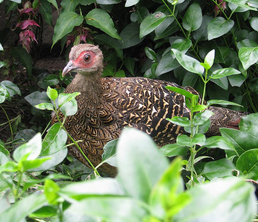 Swinhoe hen Pheasant