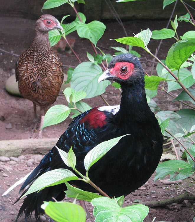 pair Swinhoe Pheasants