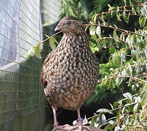 Golden Pheasant hen