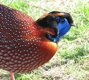 Temminck's Tragopan cock Pheasant