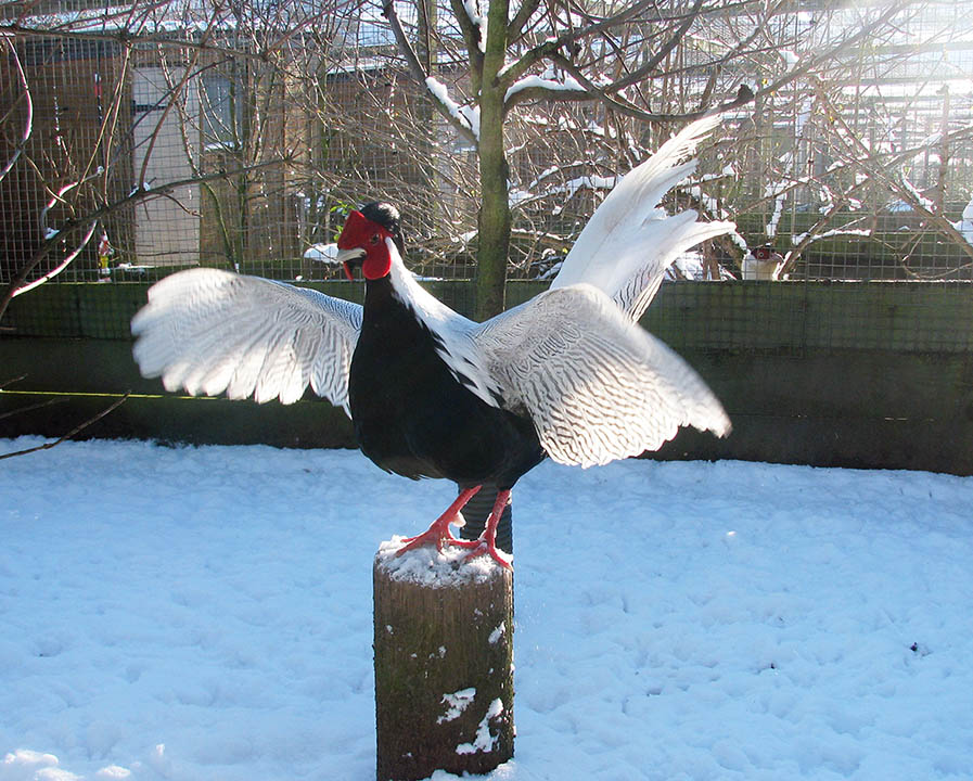 True Silver Pheasant cock