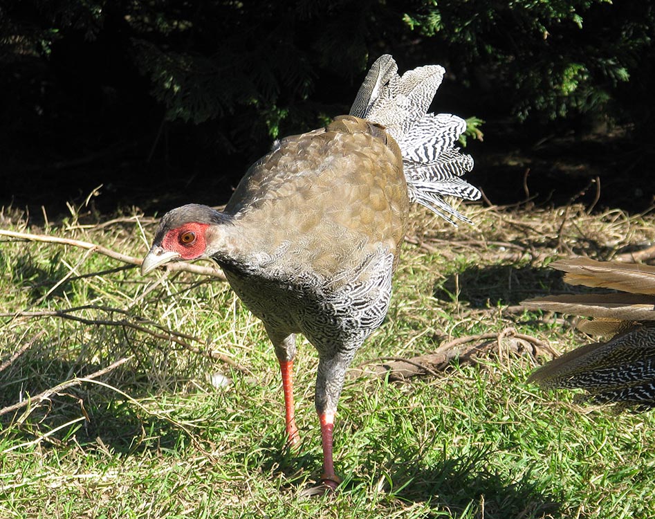 young True Silver Pheasant cock