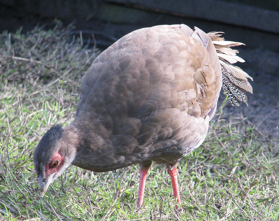 young True Silver Pheasant hen