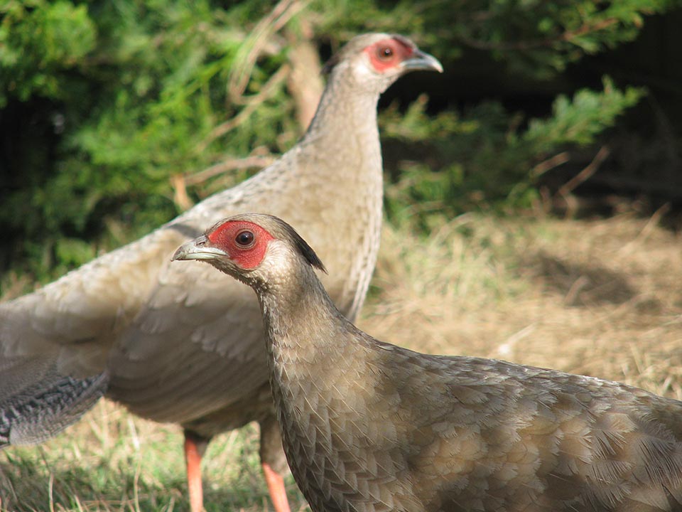 True Silver Pheasant hens