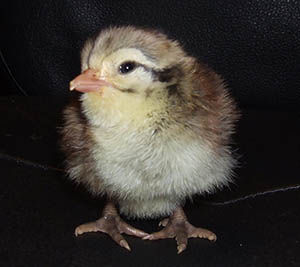 White Eared Pheasant chick