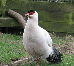 White Eared cock Pheasant