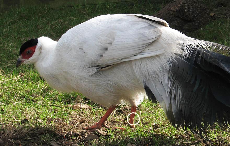 White Eared Pheasant cock