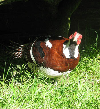 Elliot's Pheasant photo