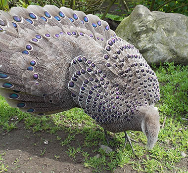 Grey Peacock Pheasant photo