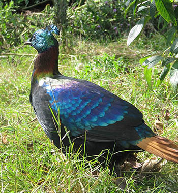 Himalayan Monal Pheasant photo