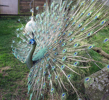 Java Green Peacock photo