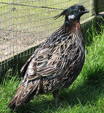 Koklass Pheasant photo