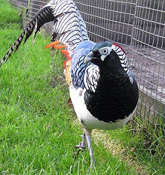 Lady Amherst's Pheasant photo