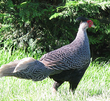 Lewis Silver Pheasant photo