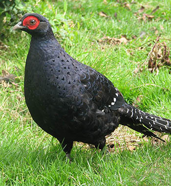 Mikado Pheasant photo