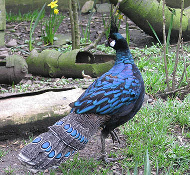 Palawan Peacock Pheasant photo