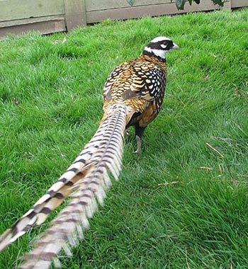 Reeves Pheasant photo