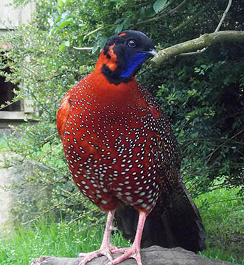 Satyr Tragopan Pheasant photo