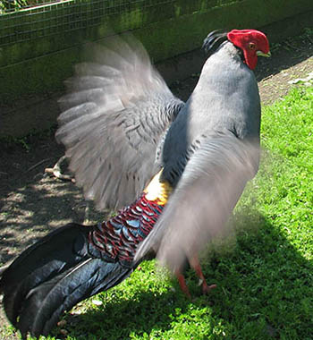 Siamese Fireback Pheasant photo