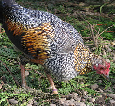 Sonnerat's Junglefowl photo