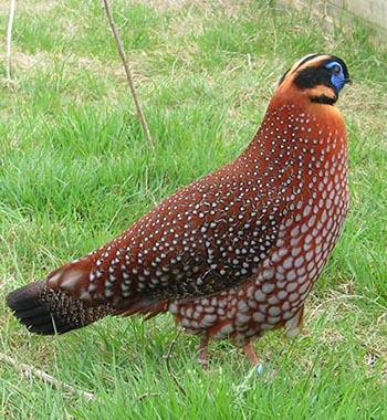  Temminck's Tragopan Pheasant photo