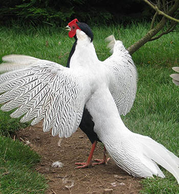 True Silver Pheasant photo