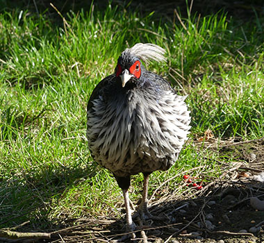 White Crested Kalij Pheasant photo