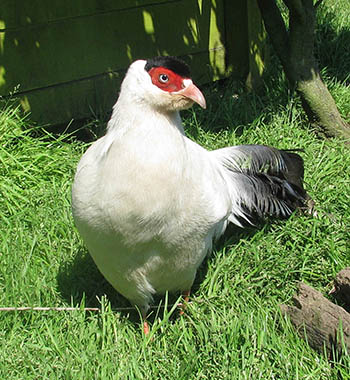 White Eared Pheasant photo