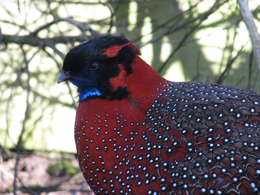 Satyr Tragopan Pheasant cock
