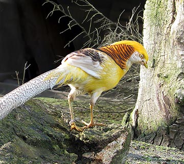 Yellow Golden Pheasant cock