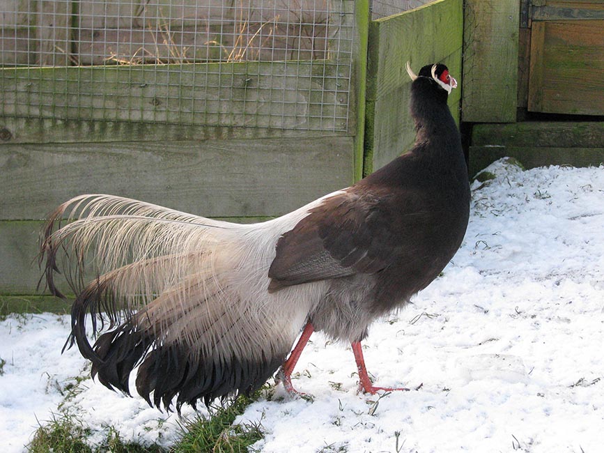 Brown Eared Pheasant hen